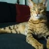 Cat Ownership: How Much Does It Cost? Thumbnail