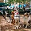 Dogs in Business: Definition, Examples, and Strategies Thumbnail