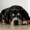 How Much Does It Cost To Euthanize and Cremate a Dog? Thumbnail