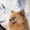 How Much Do Dogs and Puppies Cost? Thumbnail