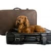 Pet Insurance: What It Covers, Exclusions & Real-Life Scenarios Thumbnail