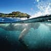 Blue Ocean Strategy: Origin, Principles and Execution Thumbnail