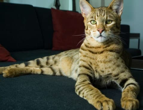 Thumbnail for Blog Article: Cat Ownership: How Much Does It Cost?