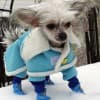 POS Financing for Pet Retailers: Make Premium Pet Products More Affordable Thumbnail