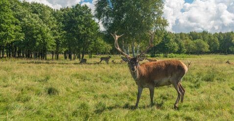 Thumbnail for Blog Article: How to Finance Hunting Land