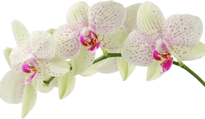 funeral flowers orchids