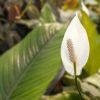 funeral flowers peace lily
