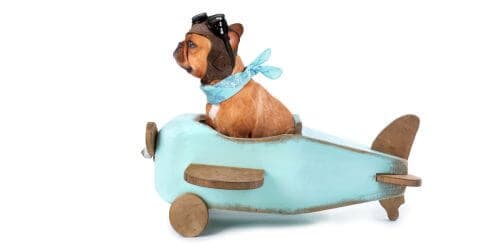 Thumbnail for Blog Article: Can I Buy My Dog A Seat On An Airplane?