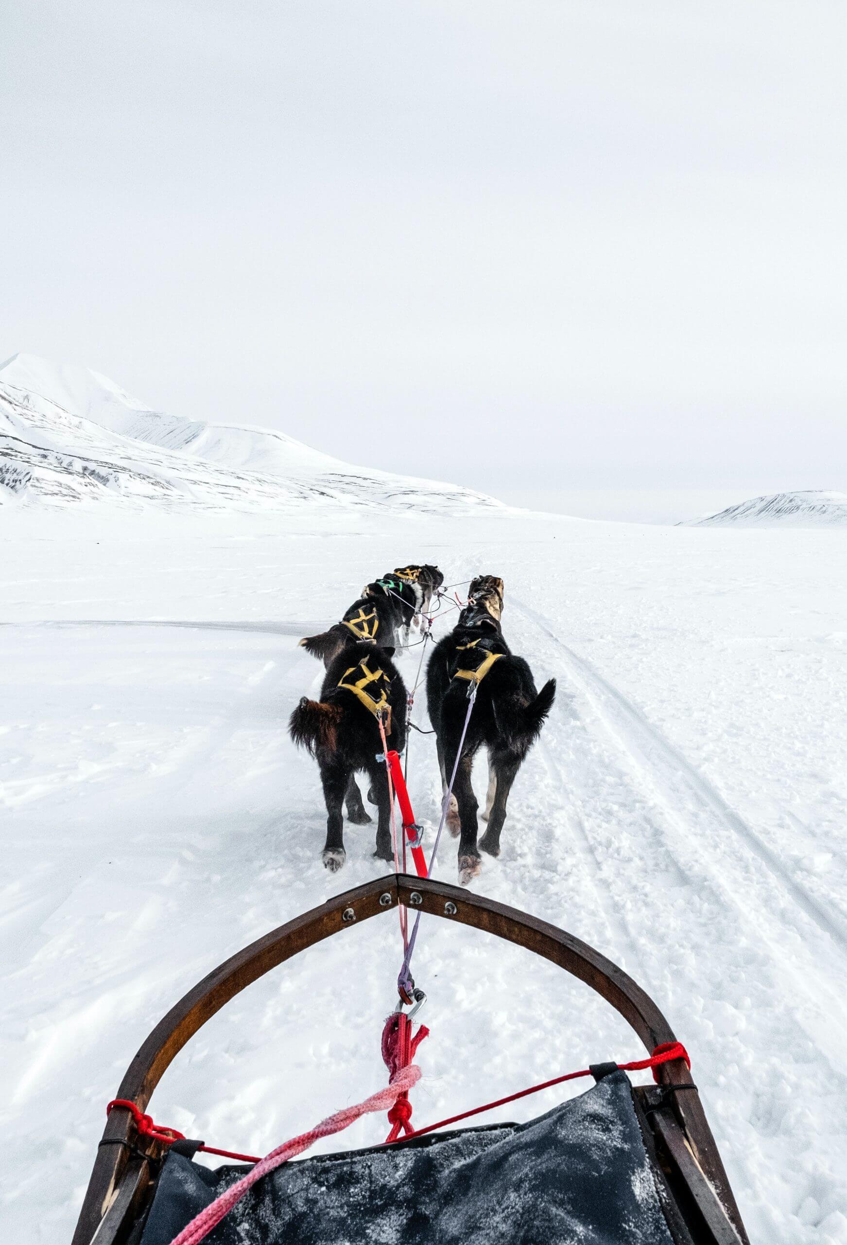 Dog sledding in the Iditarod