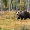 8 Best States For Hunting (2026) Thumbnail