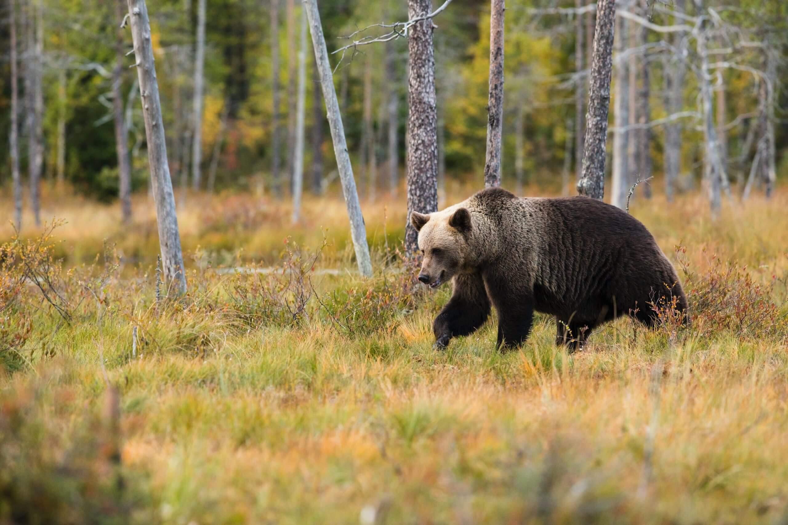 Bear in the Alaskan wilderness