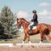Horse Trailer Financing: What You Need to Know Thumbnail